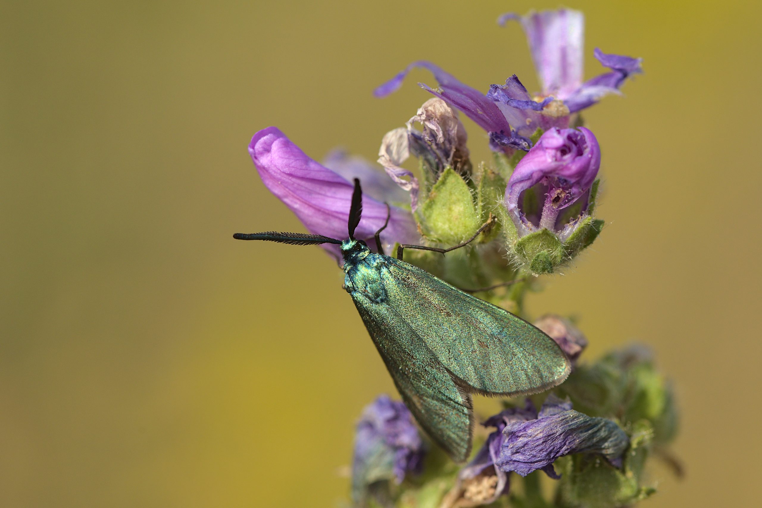 Dr. René Kanzler butterfly
